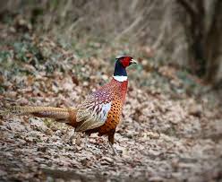 Lov na Fazana u poljima